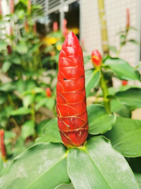 costus
