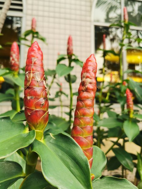 costus