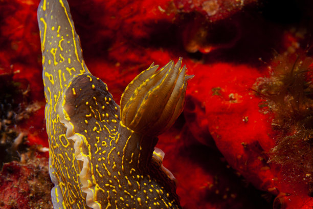 mollusk