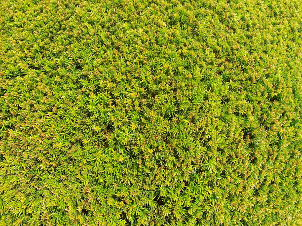 overgrown