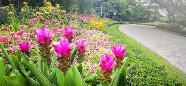 热带森林中的花朵，泰国