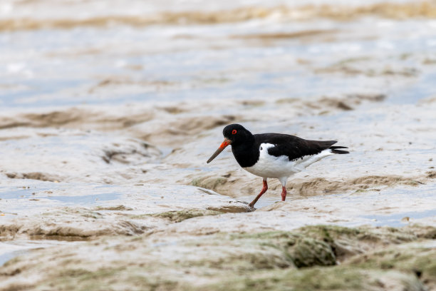 haematopus