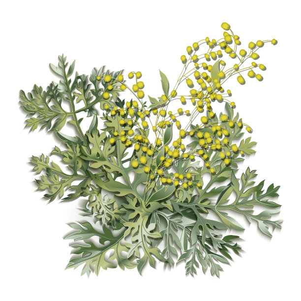 mugwort