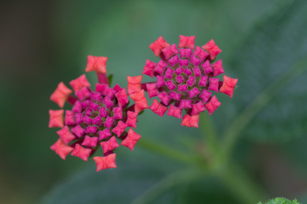 lantana