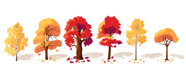 maple
