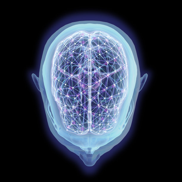 cerebrum