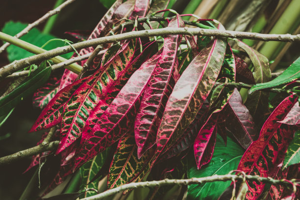 codiaeum