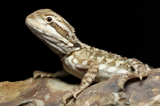 pogona