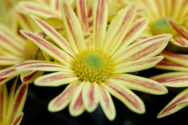gazania
