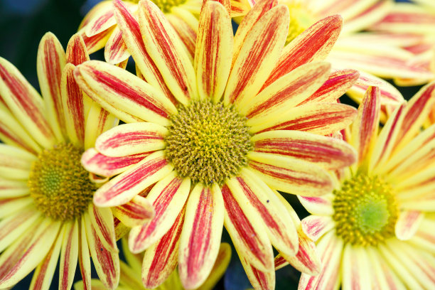 橙红色花朵条纹背景图案