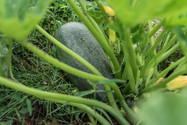 courgette