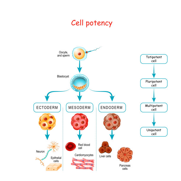 间充质干细胞