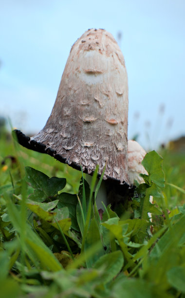 coprinus