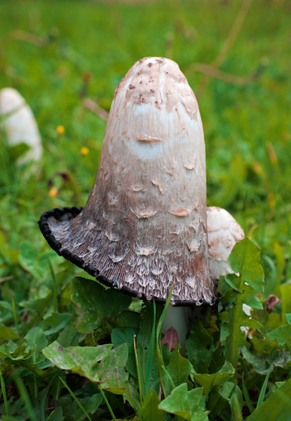 coprinus