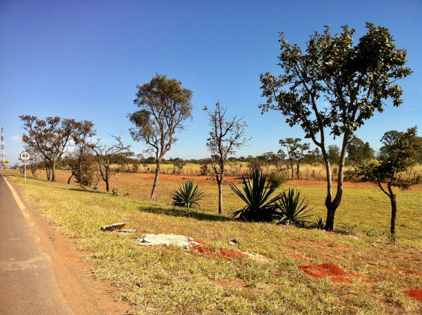 savanna