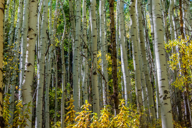 aspen