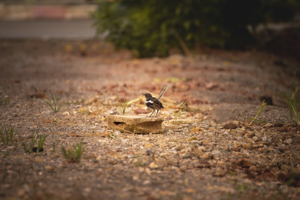 robin-chat