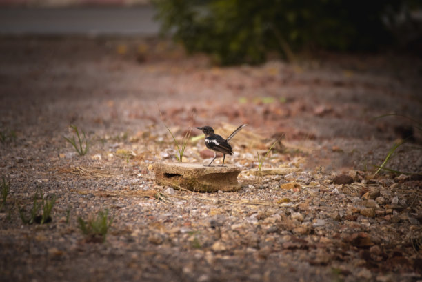 robin-chat
