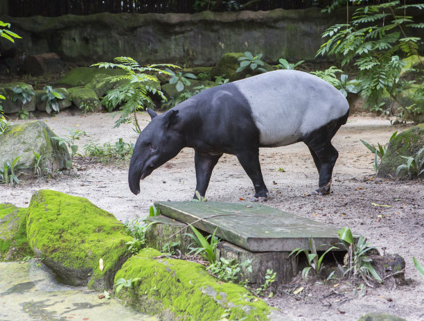 tapir
