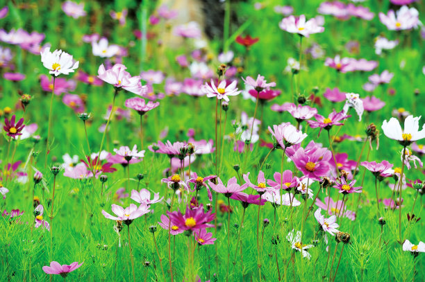 calliopsis