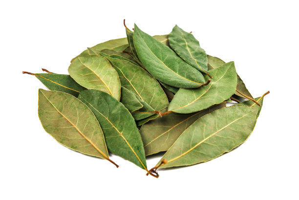 laurel
