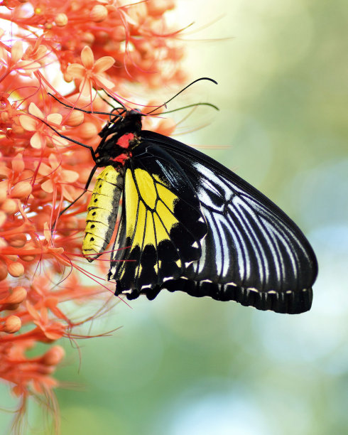 ornithoptera