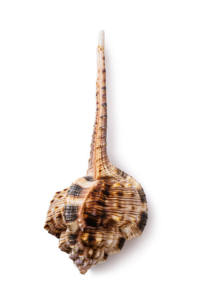 murex