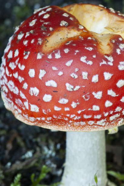 amanitaceae