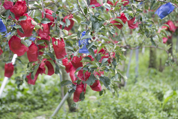 orchard