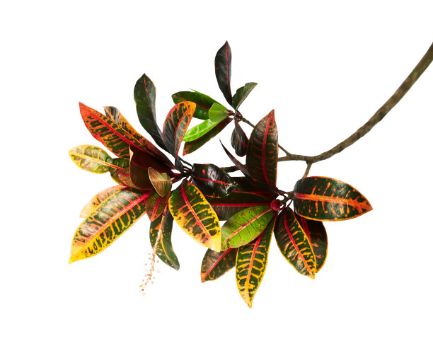 codiaeum