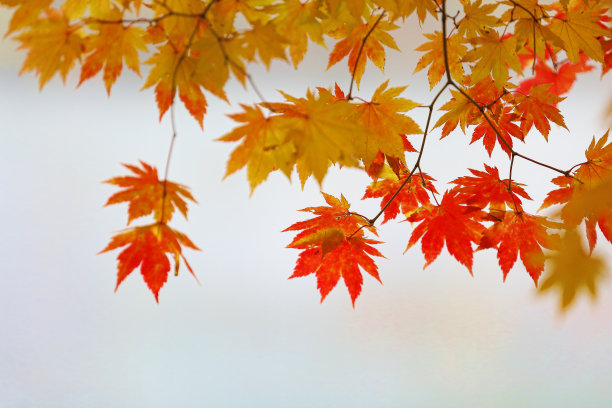 多彩秋季枫叶无缝图案