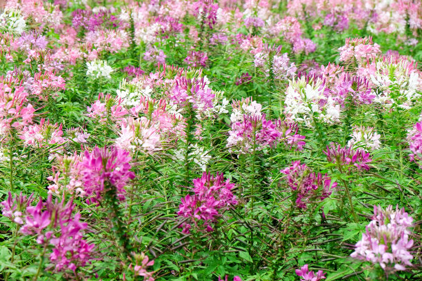 cleome