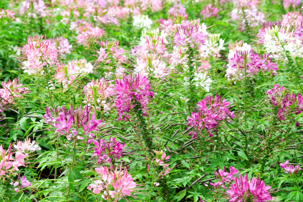 cleome