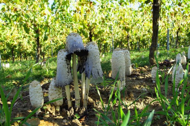 coprinus