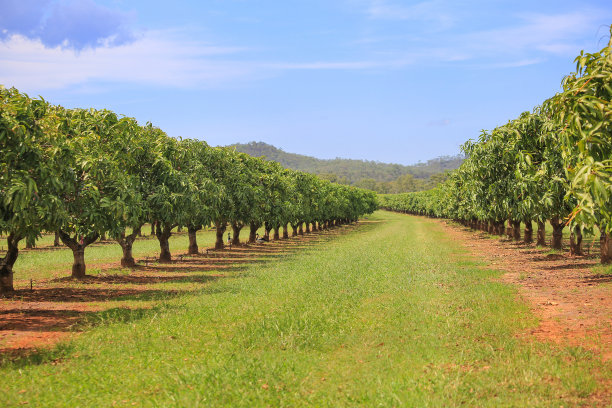 plantation