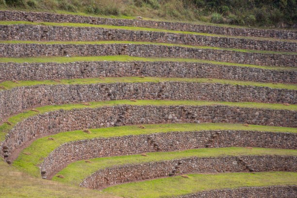 moray