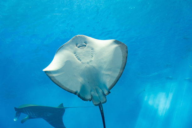 stingray