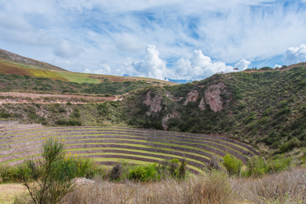 moray