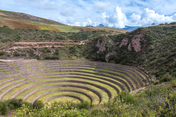 moray