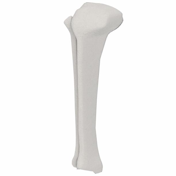 tibia