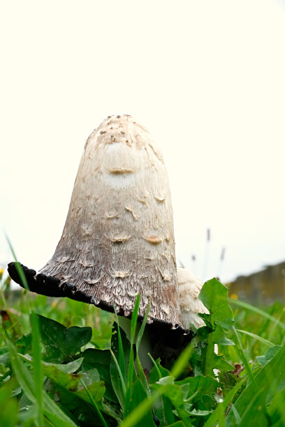 coprinus