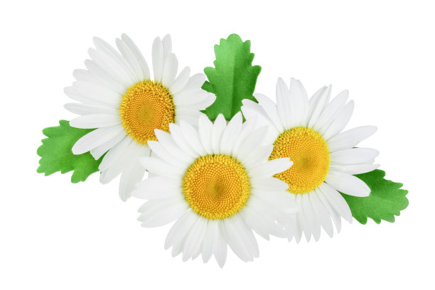 marguerite