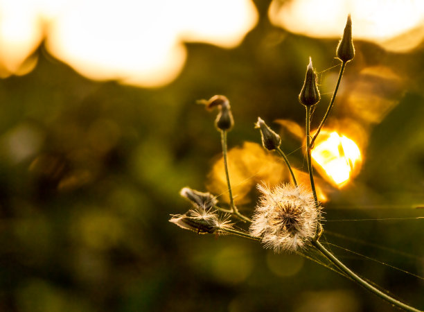 fragile