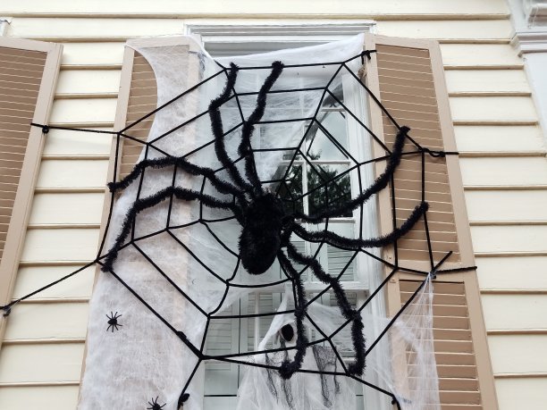 spider