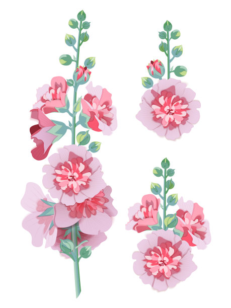 stockrose