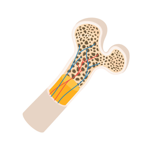 bone