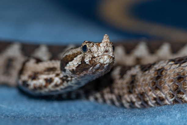 adders