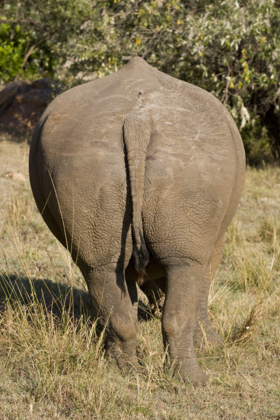 rear