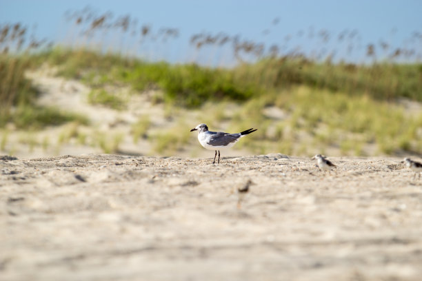 飞鸟蓝色大海壁纸