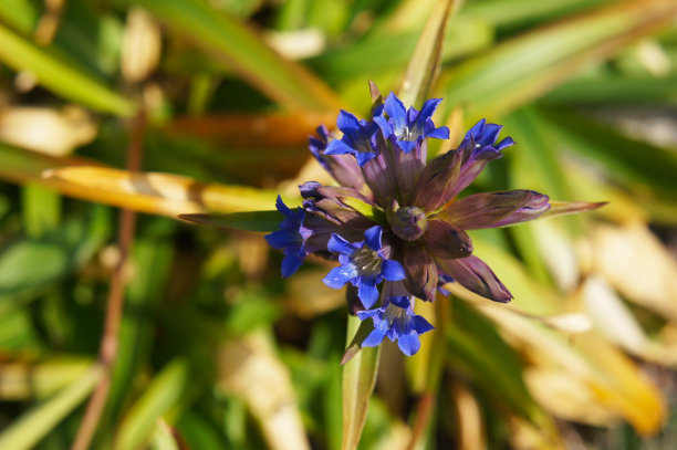 gentian
